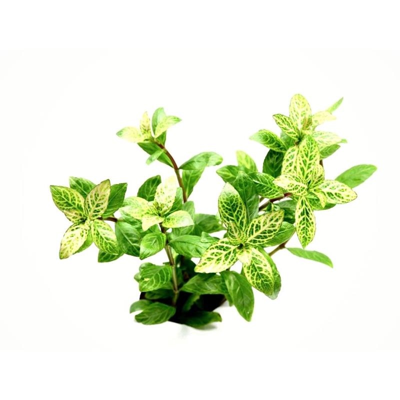 Planta acvariu Hygrophila polysperma Rosanervig Stoffels - imagine 4